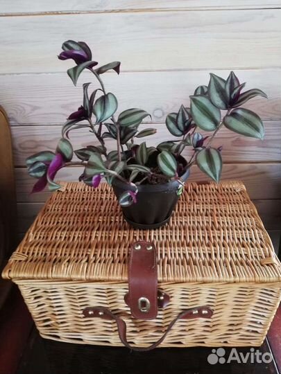 Традесканции, коллизия,кротон