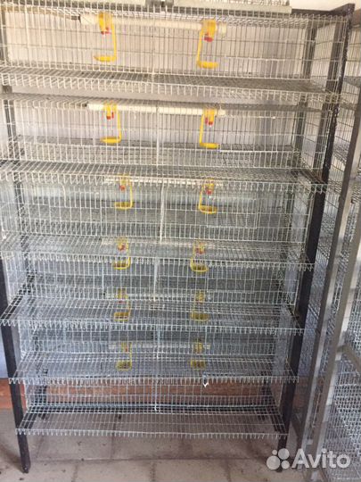 Клетки для перепелов
