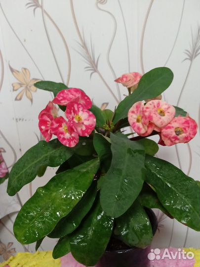 Молочай Миля