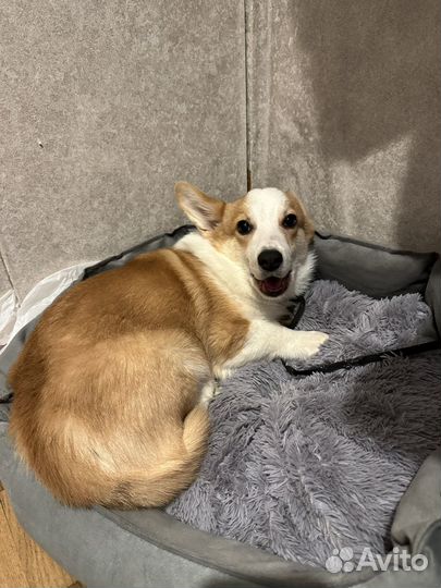 Щенок корги мальчик