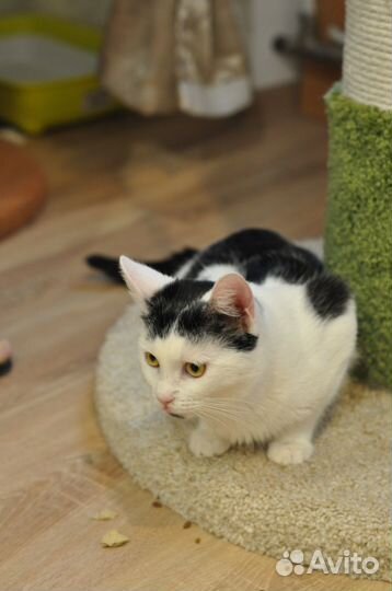 Котенок лёвка