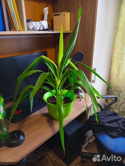 Пальма Юкка