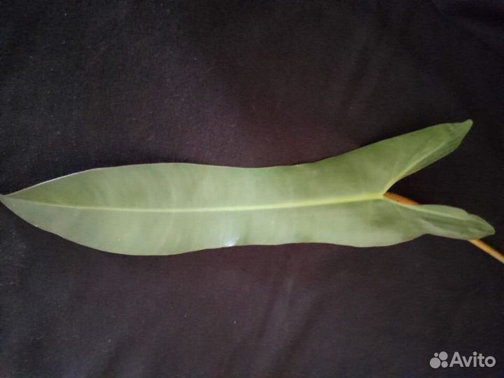 Цветочный релакс