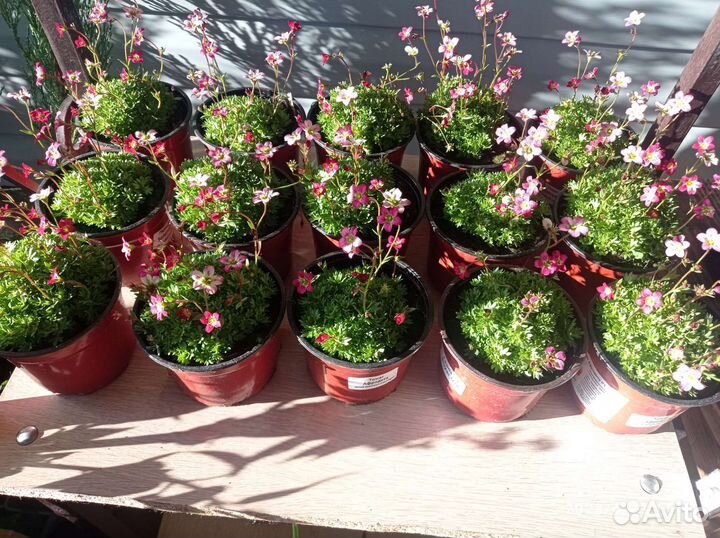 Камнеломка,чабрец/тимьян,лаванда мини и вариегат