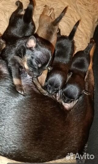 Бронь мини малышей открыта