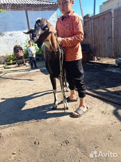 Козел альпийский