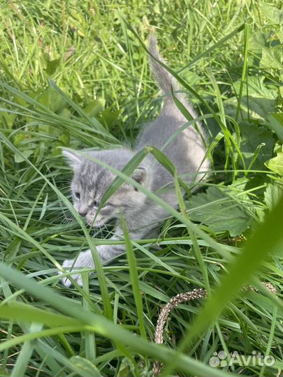 Котенок