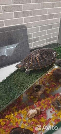 Черепаха с аквариумом