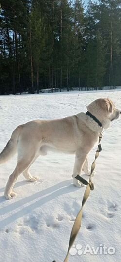 Вязка испанский мастиф