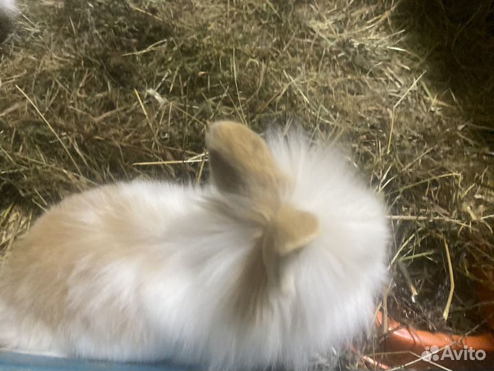 Декоративные крольчата