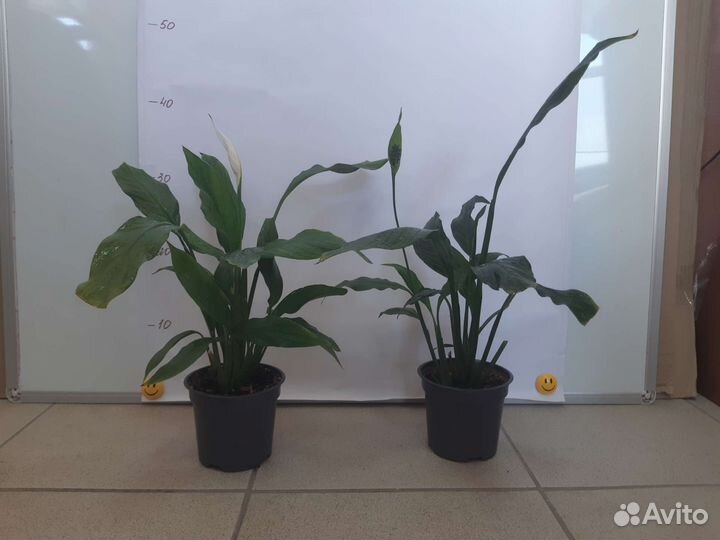 Спатифиллум