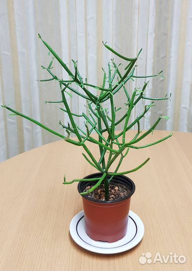 Молочай тирукалли (Euphorbia tirucalli)