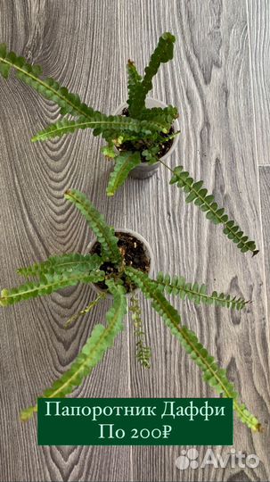 Бегония, Лидизия, Папоротник