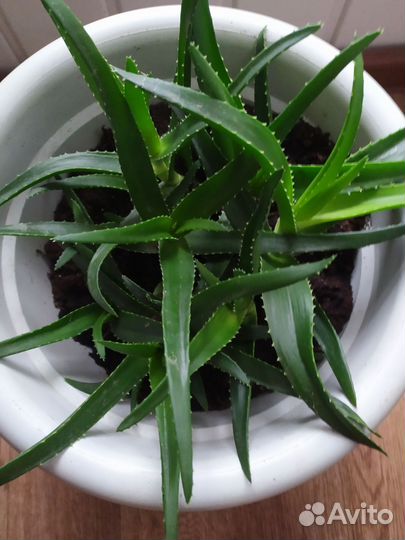 Аллоэ вера, молодые отростки с корнями