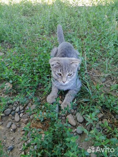 Шотландская вислоухая кошка бесплатно