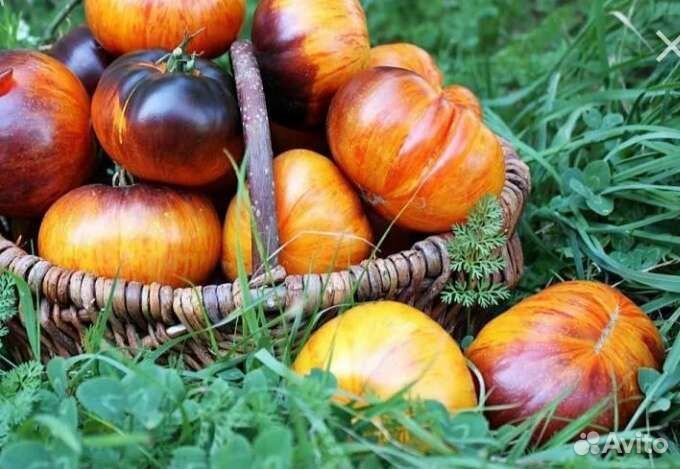 Семена томата Мечта алисы