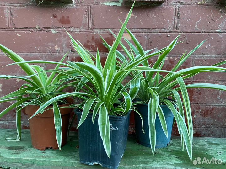 Хлорофитум