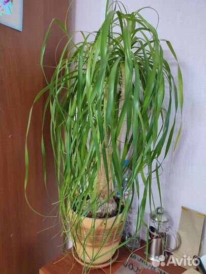 Бокарнея, нолина или бутылочное дерево