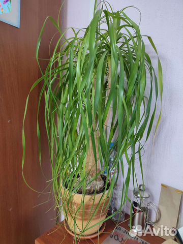 Бокарнея, нолина или бутылочное дерево