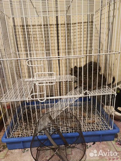 Дегу с клеткой