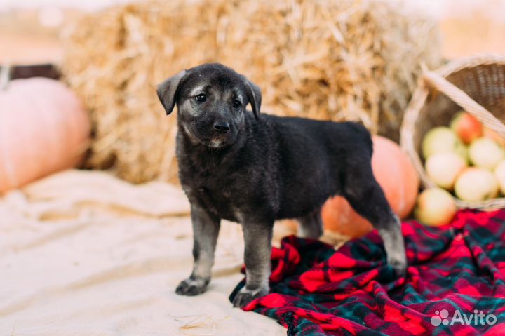 Щенки в дар