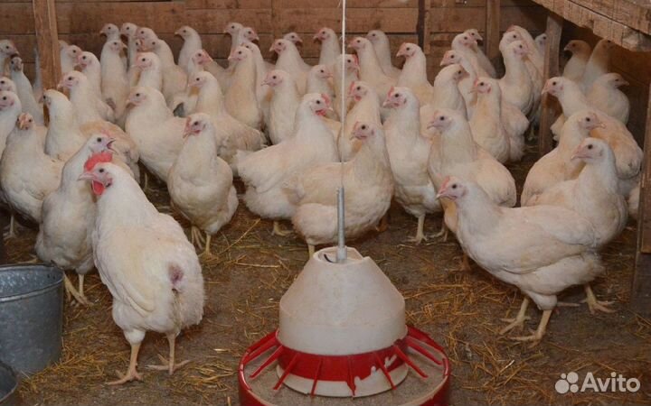 Куры несушки