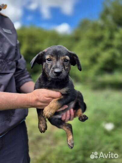 Щенок в добрые руки