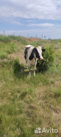 Корова дойная