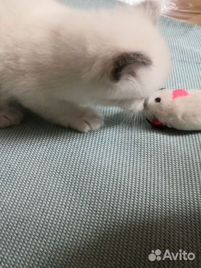 Котята, возраст 1 месяц