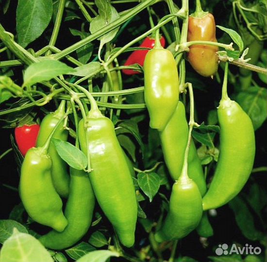 Семена Экзотических Сладких Перцев