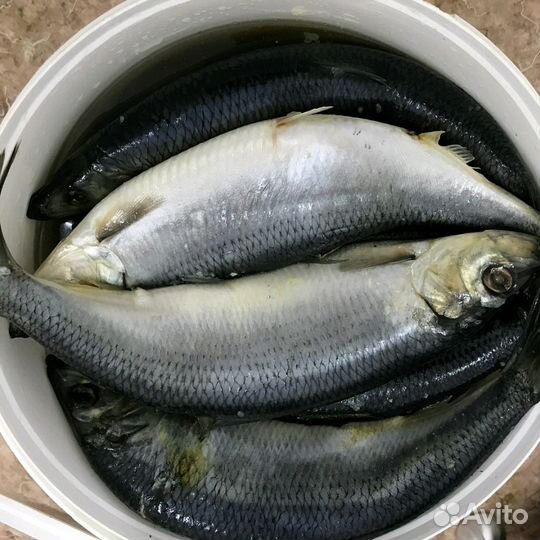 Рыба
