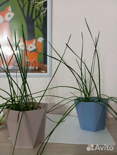 Цветок Зефирантес белый