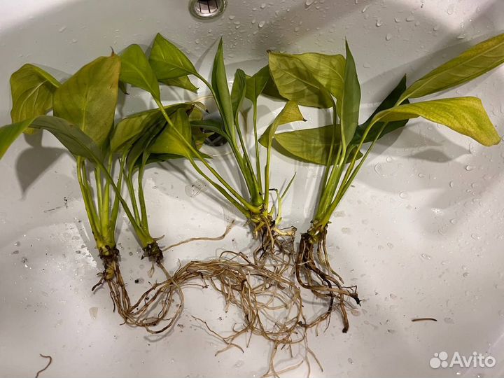 Спатифиллюм (Женское счастье)