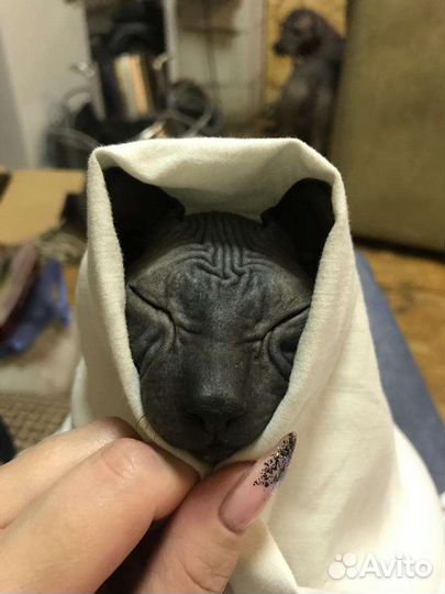 Канадский сфинкс мальчик вязка