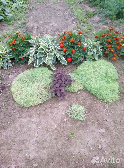 Хосты, коллеусы, мох,примула,девичий виноград