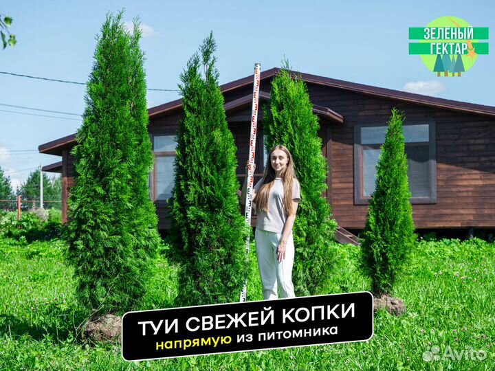 Туя смарагд 200 см свежая копка 2023