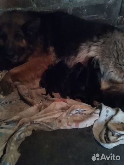 Щенки немецкой овчарки