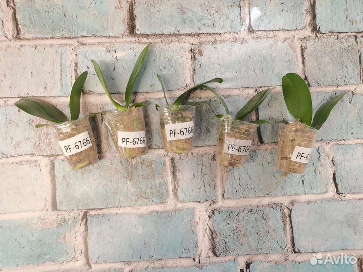 Орхидея PF 6766