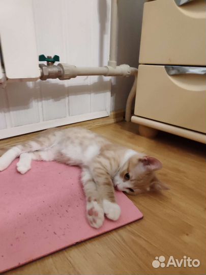 Котенок в добрые руки