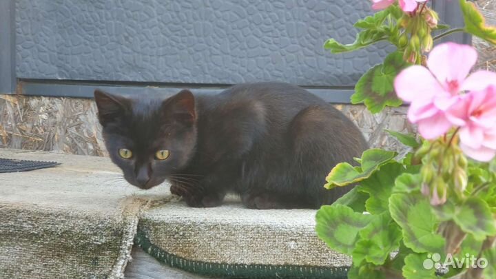 Спасён котенок. В добрые руки