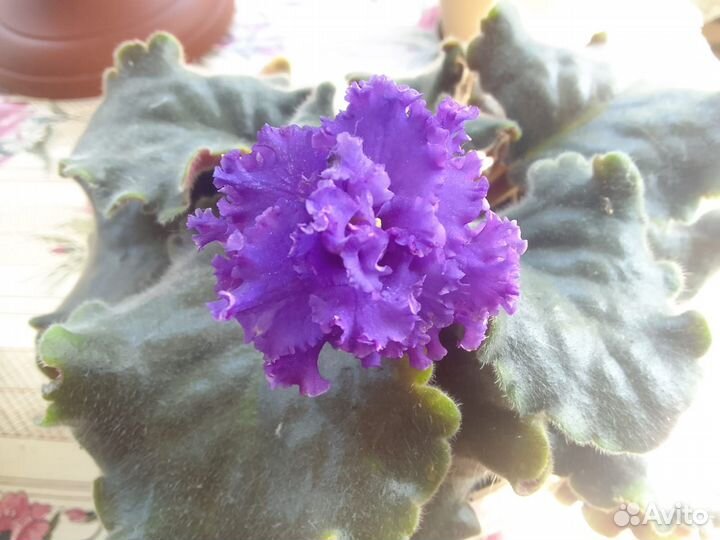Сиреневая махровая фиалка