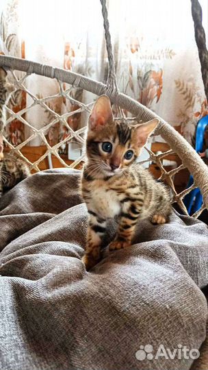 Бенгальские котята