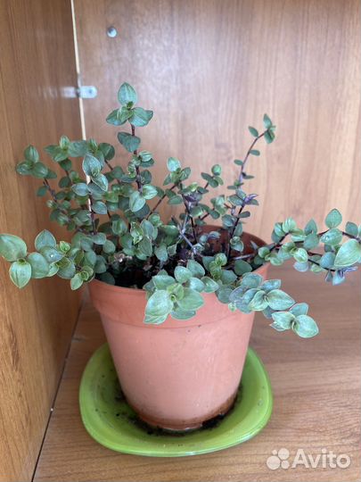 Каллизия и Традесканция