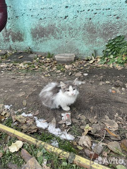 Уличные котята