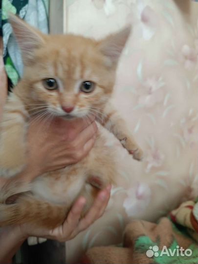 Рыжий котенок