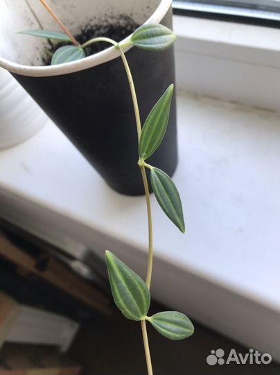 Пеперомия ангулата