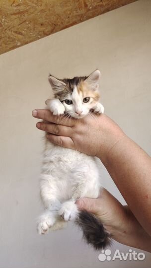 Котята девочки