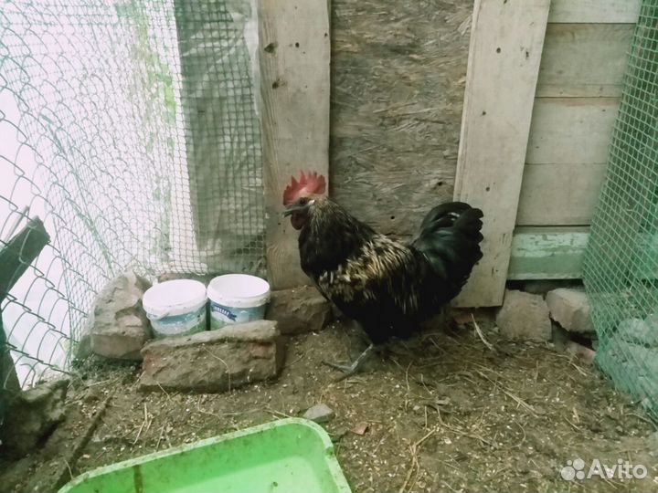Петух Лакеданзи