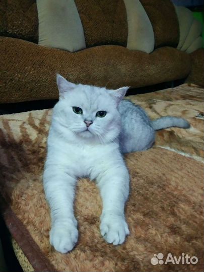 Кот Бакс в драгоценной шубке. Вязка