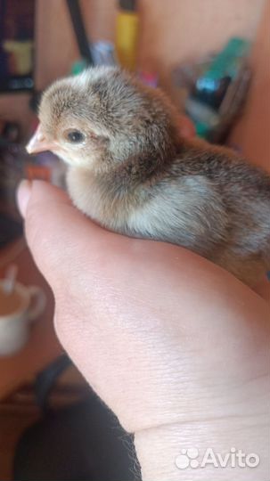 Цыплята, инкубационное яйцо, петухи